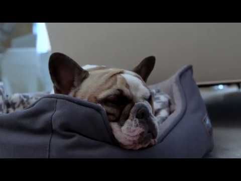 Charcoal Icon Dog Blanket, by TALL TAILS®