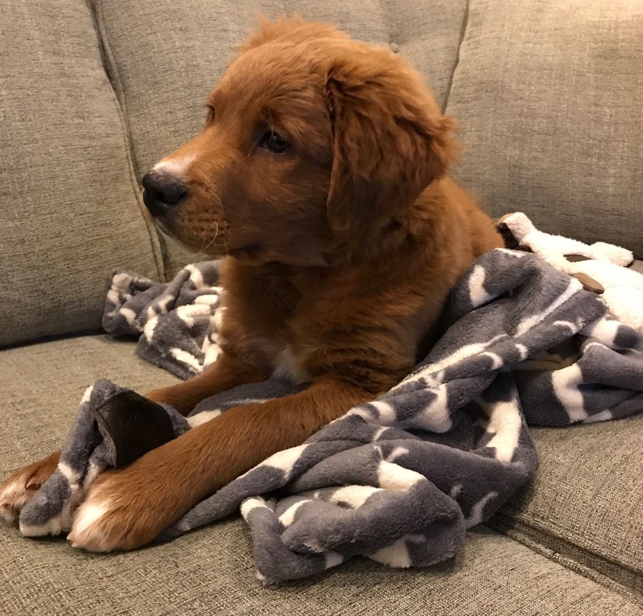 Charcoal Icon Dog Blanket, by TALL TAILS®